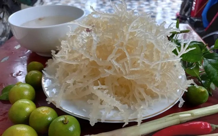 Cottonii Seaweed